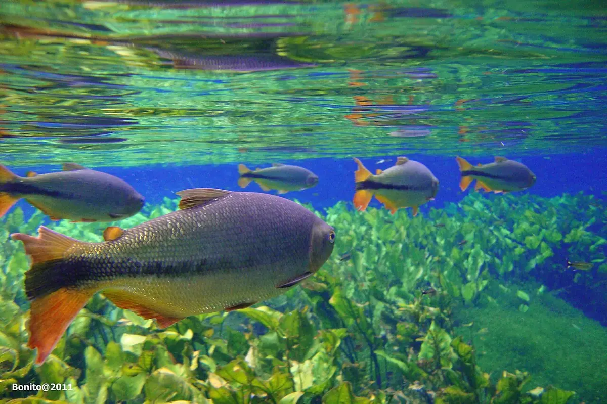 Peixes num rio de água cristalina, em Bonito